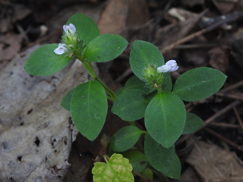 ���ĥͥΥҥޥ�