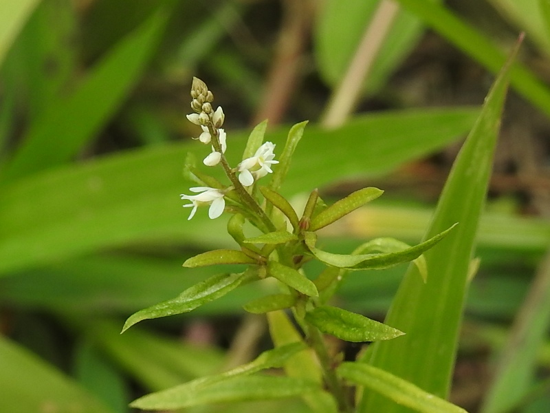 ���Хʥҥ�ϥ�