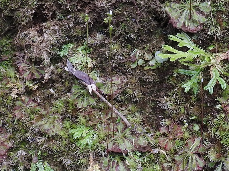 ���⥦���󥴥�