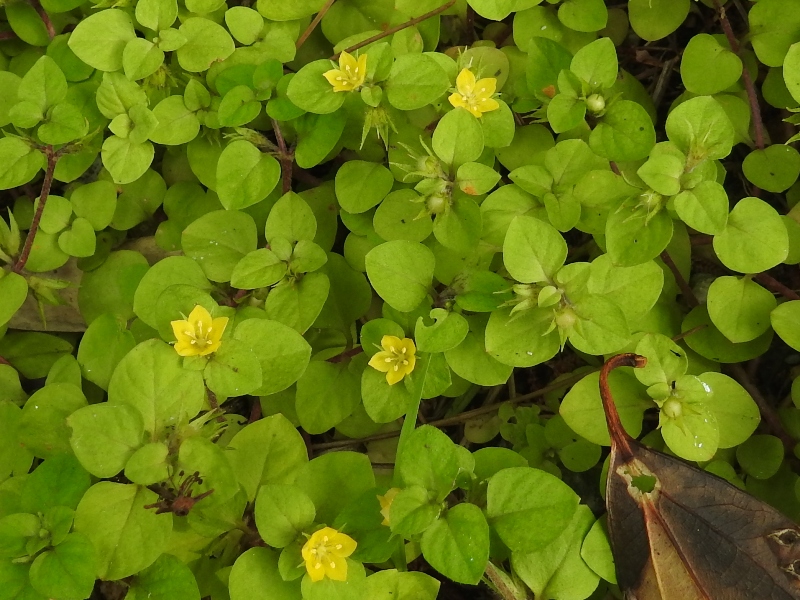 ���ʥ���