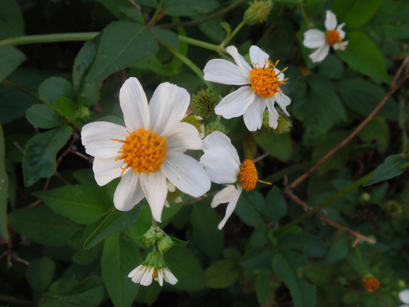 ��������業������󥰥�