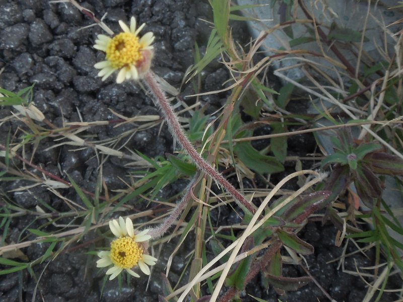 ���ȥ֥�����