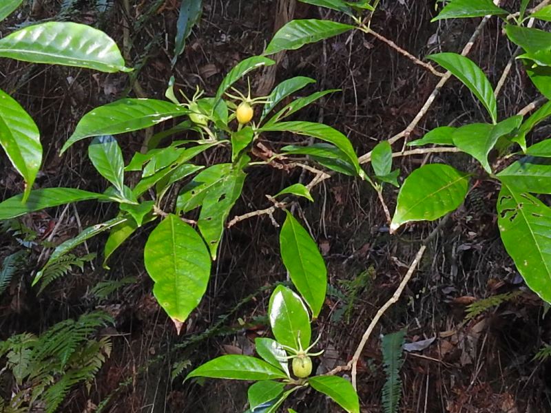 �����ʥ�����