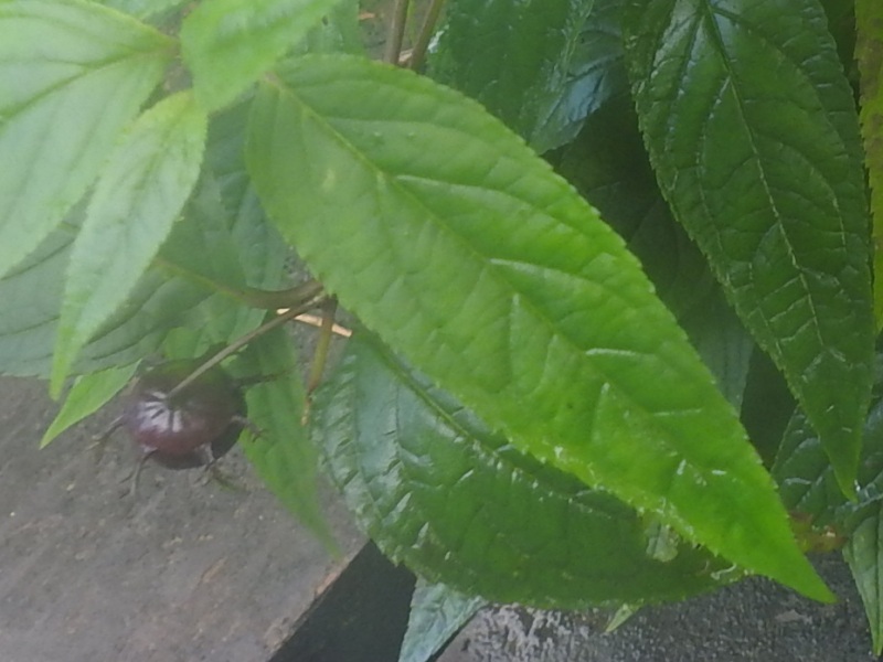 ���󥲥֡���