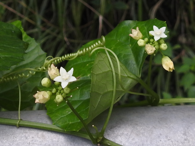 �����ߥΥ����ʥ凉���ᥦ��