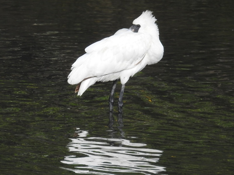 �����ĥ�إ饵��