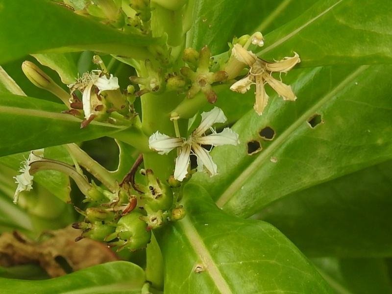 �����ȥ٥�