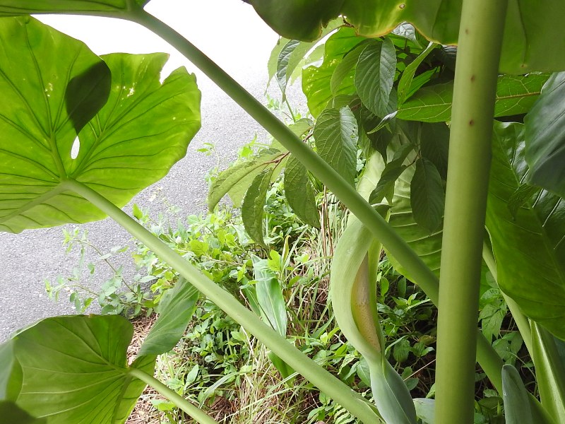 ���梁����