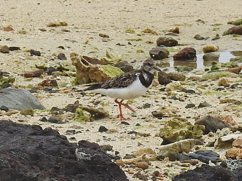 ���祦���祷��