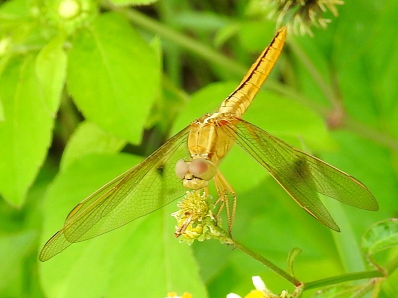 �����ꥯ���祦���祦�ȥ��