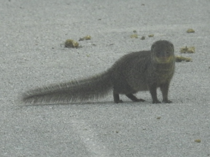 �ե���ޥ󥰡���