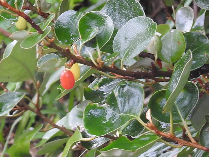 �ޥ�Х��ߡ���