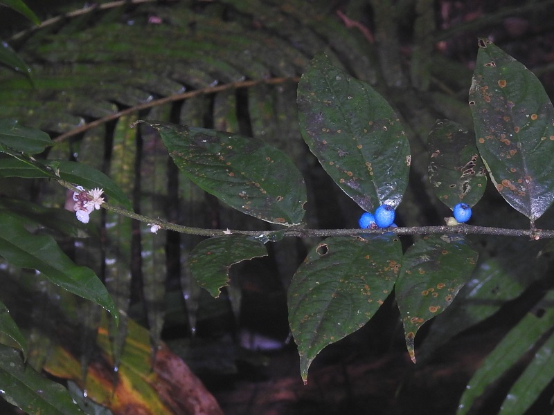 �ޥ�Х��ߥΥ�