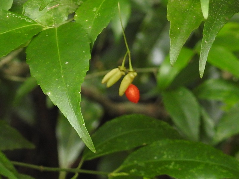 ��奦���奦�ޥ�ߡ���