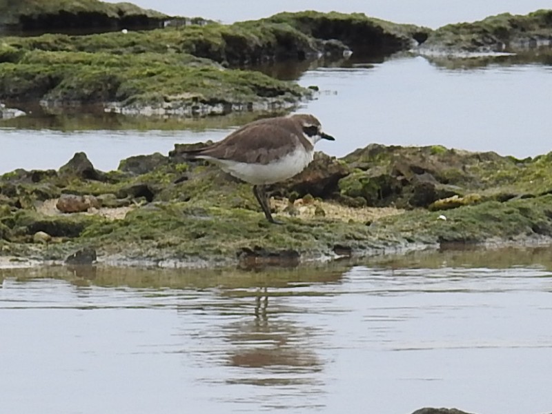 ��������ɥ�