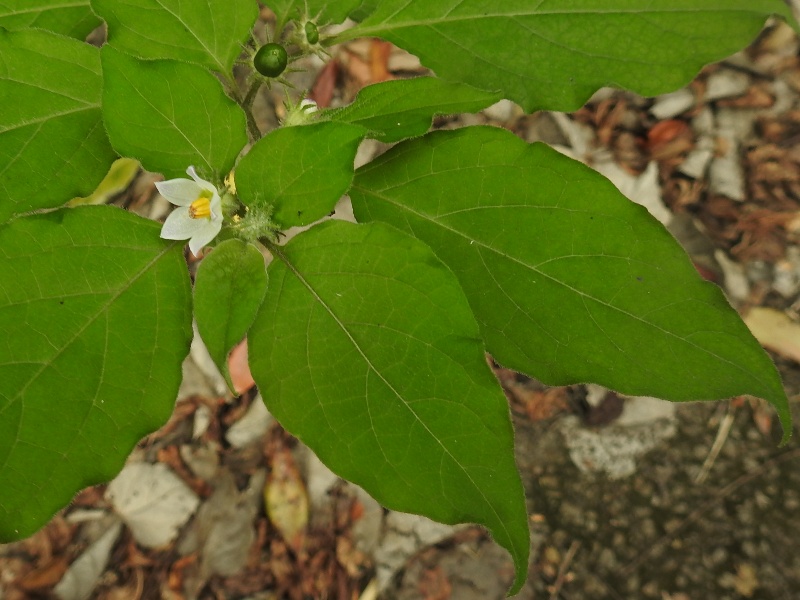 �᥸���ۥ�����