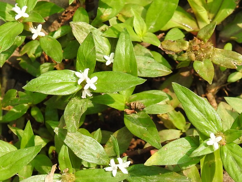 ��ꥱ��॰��