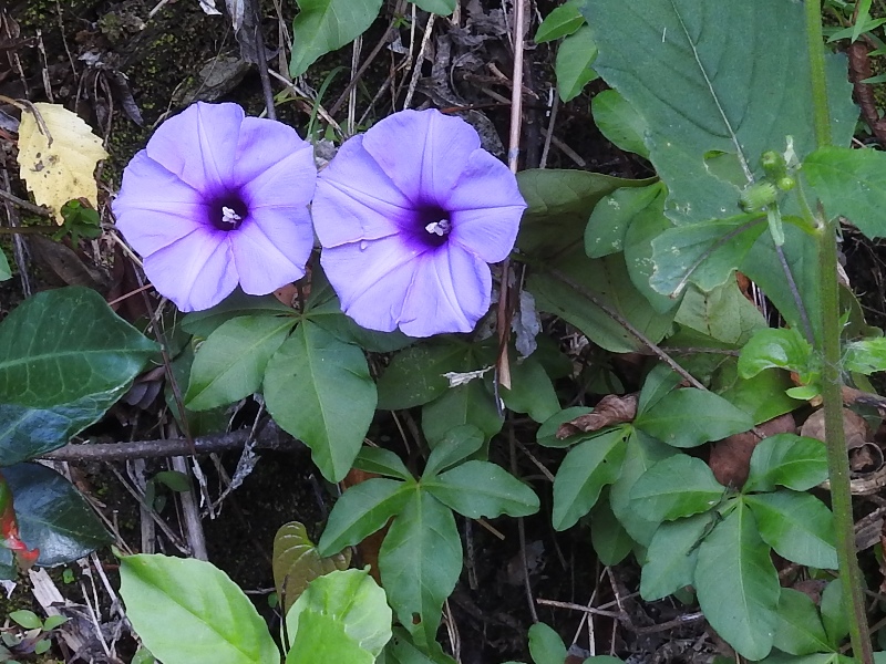 ��ߥ��ҥ륬��