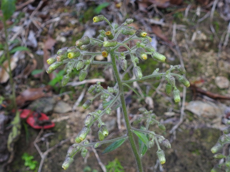 �������Хʥ५����⥮