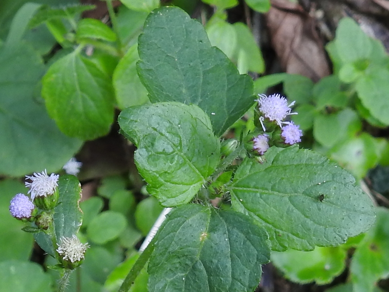 ��饵�����å���������