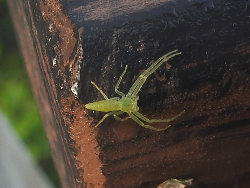 �ۥ����ʥ參�Х���