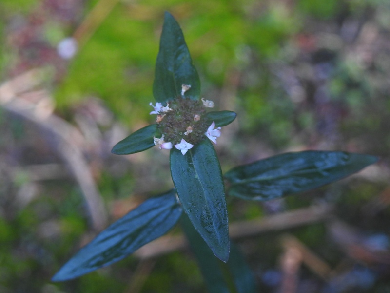 �ʥ��Хϥ�ե��Х॰��