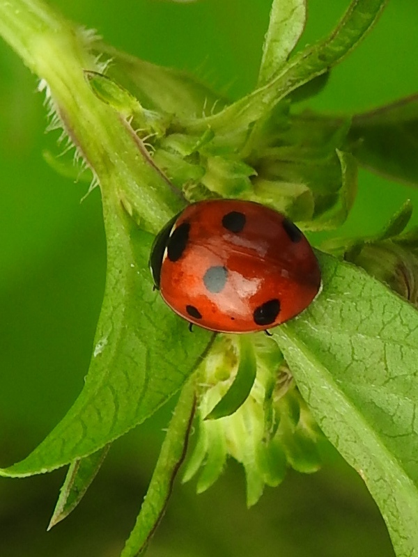 �ʥʥۥ��ƥ�ȥ�