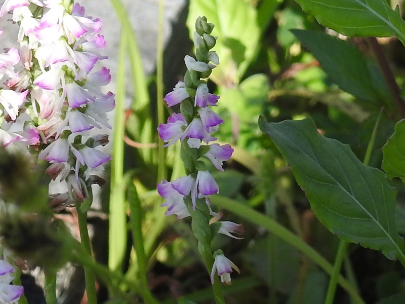 �ʥ󥴥��ͥ��Х�