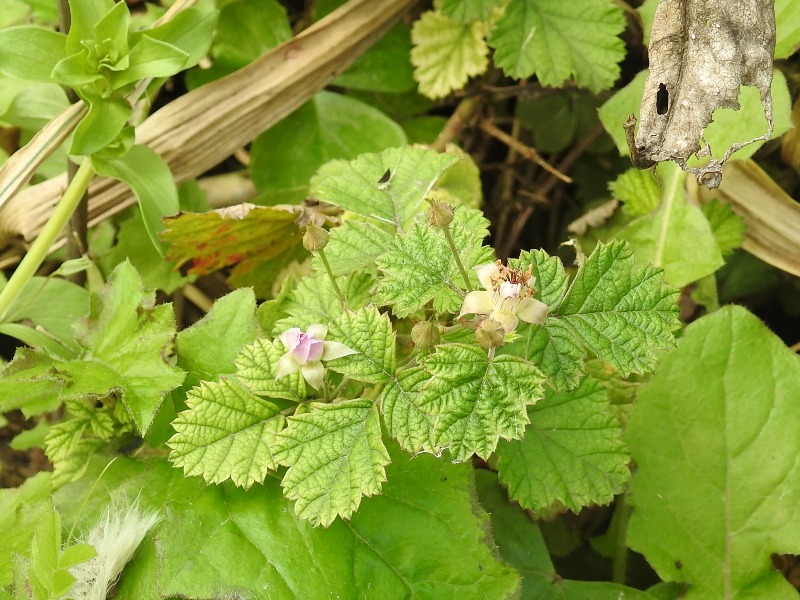 �ʥ亮��������