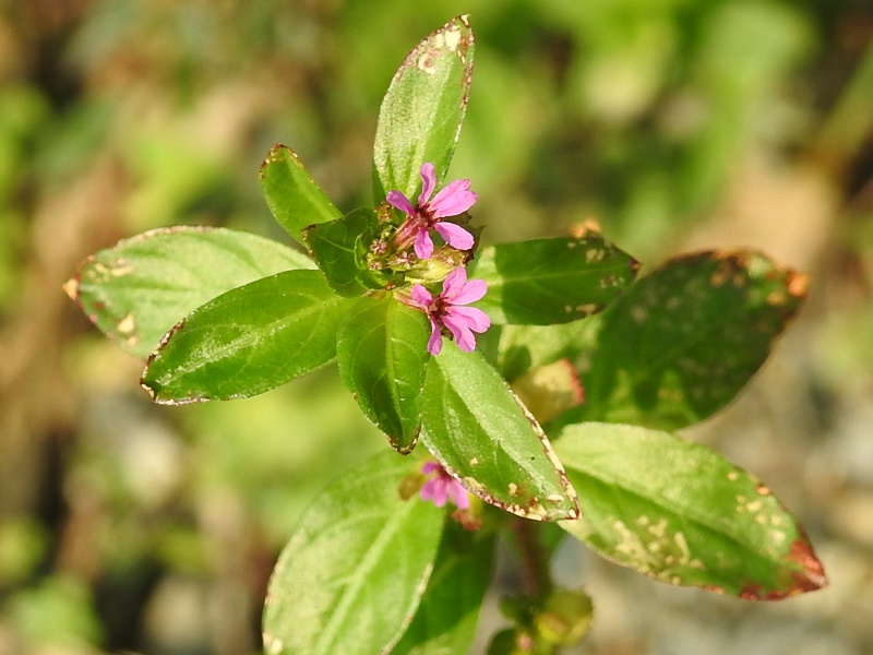 �ͥХ�ߥ��ϥ�