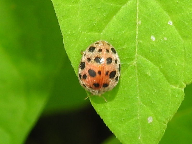 �˥��奦��ۥ��ƥ�ȥ�