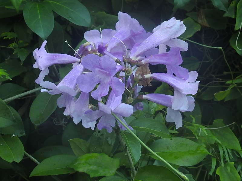 �˥�˥�������