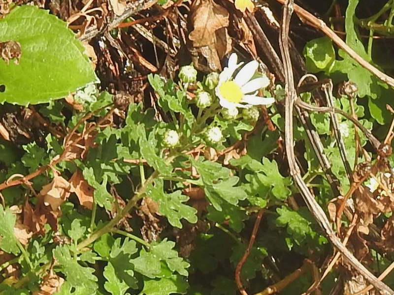 �������ޥΥ�����