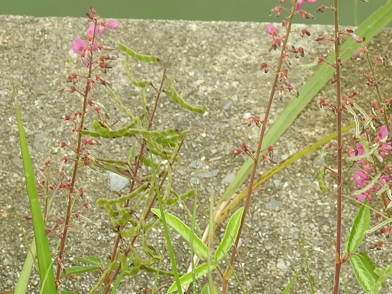 �������Хϥ�