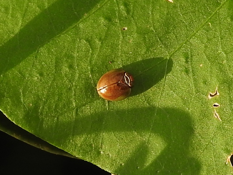 �����ʥ�ޥ륦��