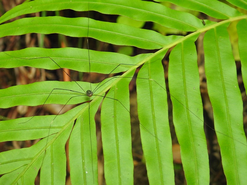 ����ܥ����ȥ��ॷ