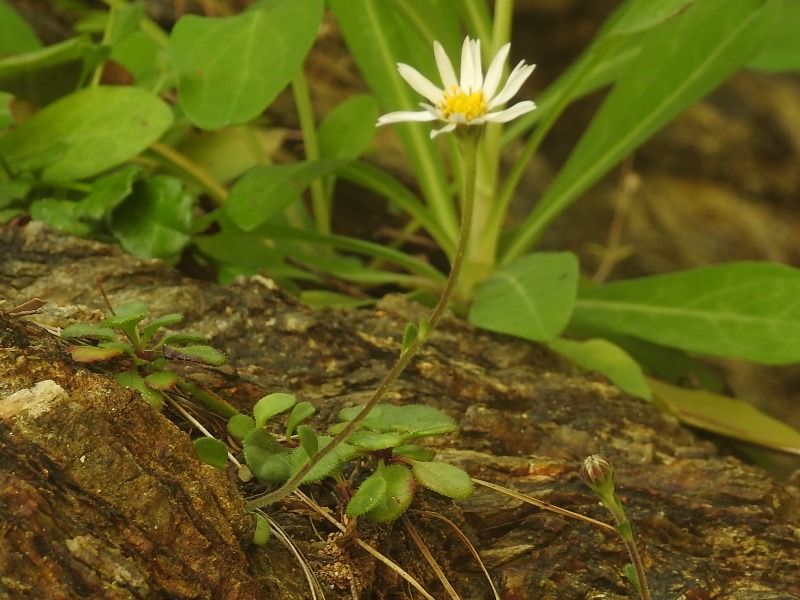 �����ʥ葉��