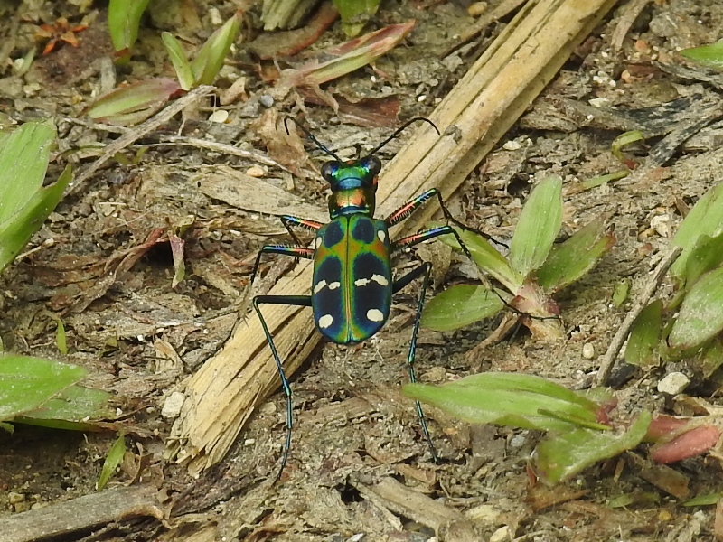 �����ʥ�ϥ�ߥ祦