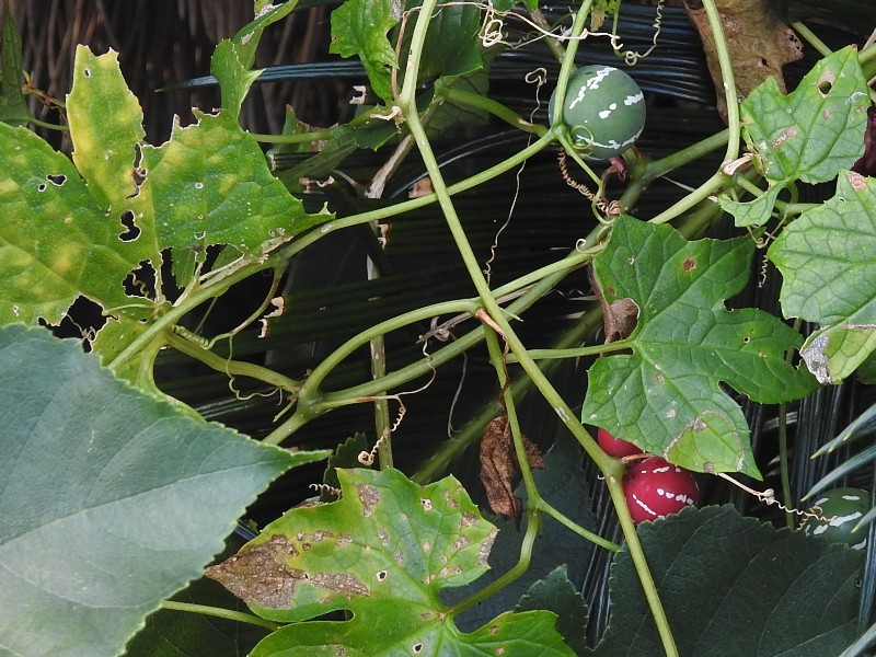 �����ʥ凉���ᥦ�ꡢ��