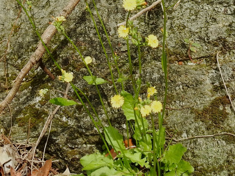 ���˥��ӥ饳