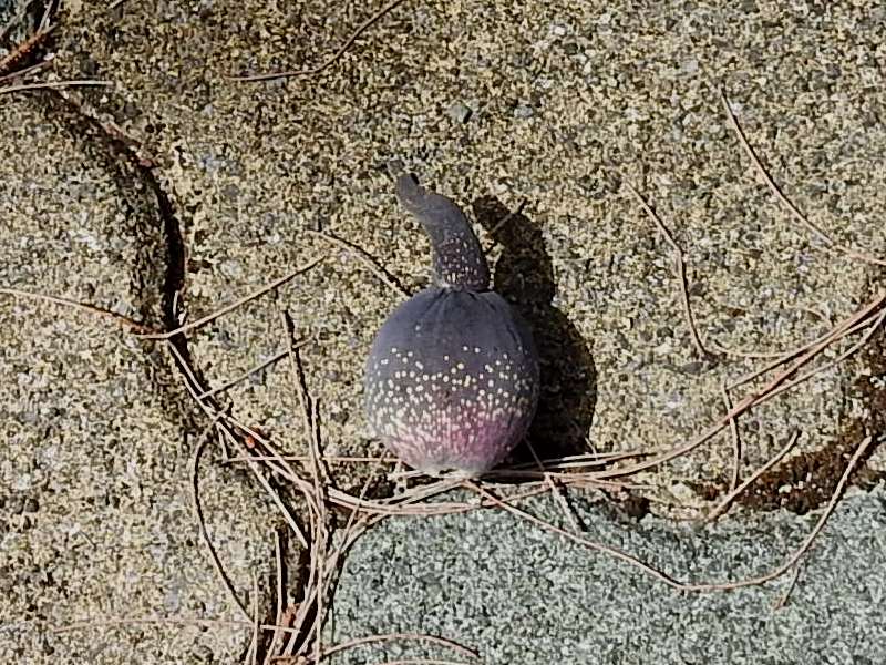 ���������ӡ���