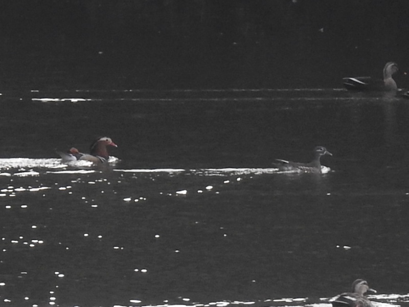 �����ɥ�