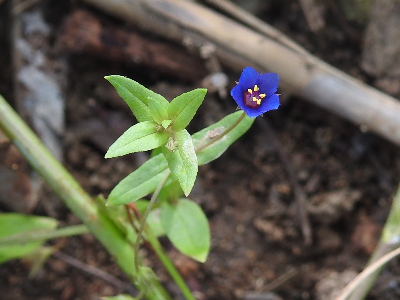 ���ϥ���