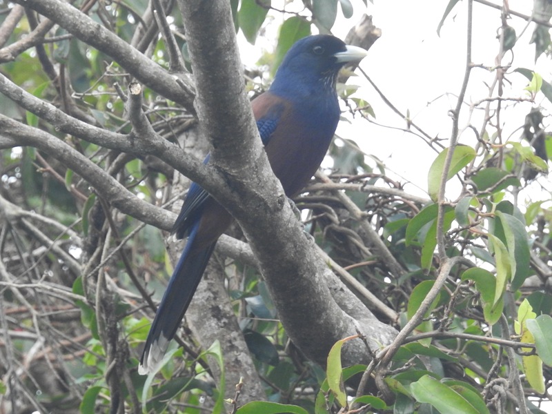 ��ꥫ����