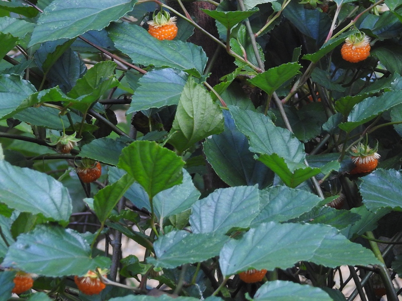 ��奦���奦������