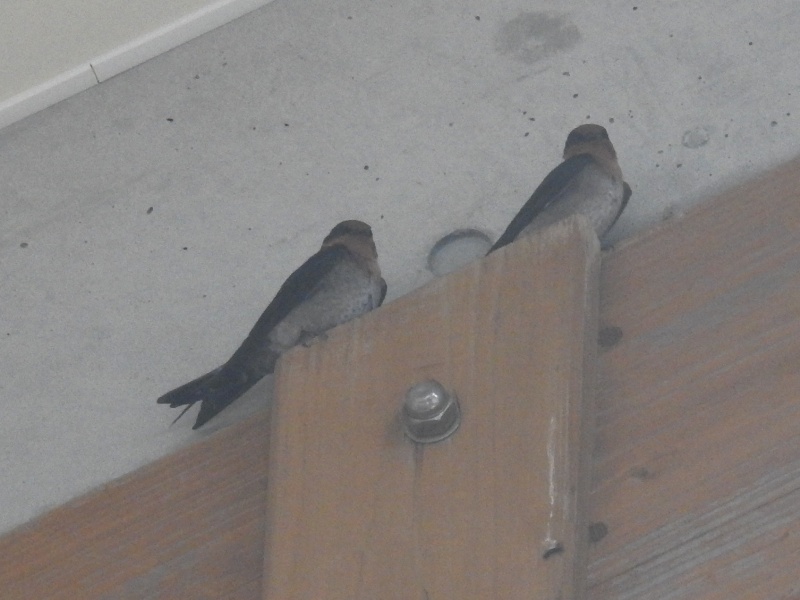 ��奦���奦�ĥХ�