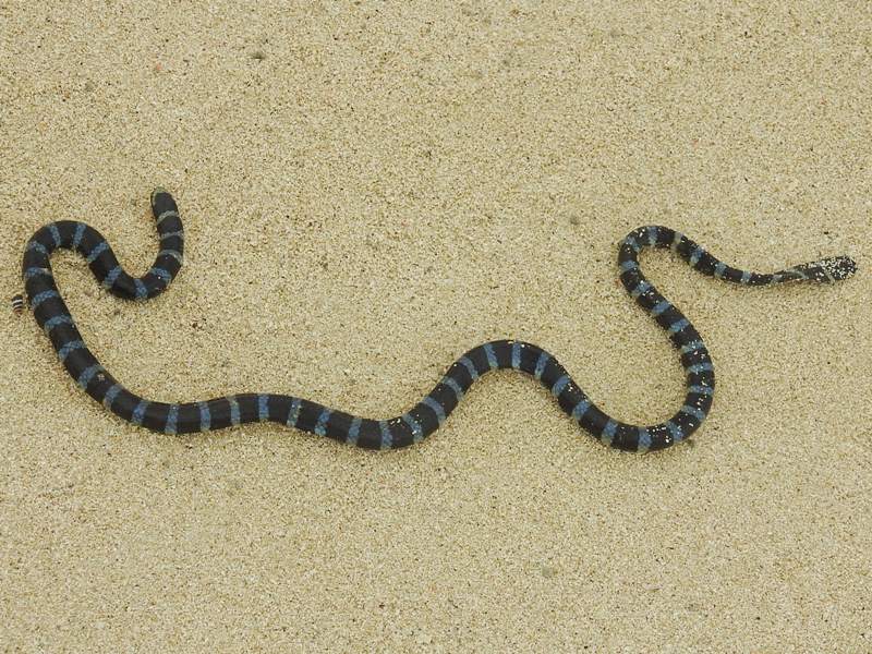 �ҥ������ߥإ�