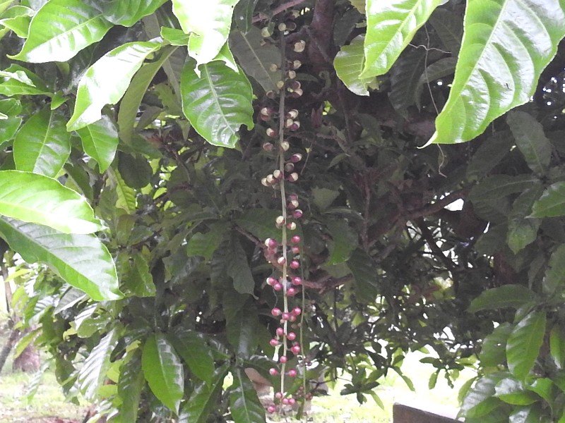 ������Х�