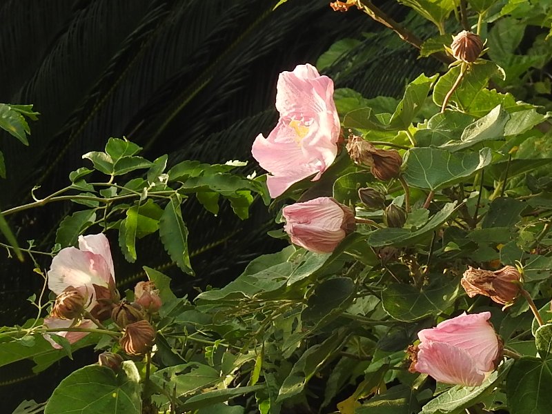 �������ޥե襦