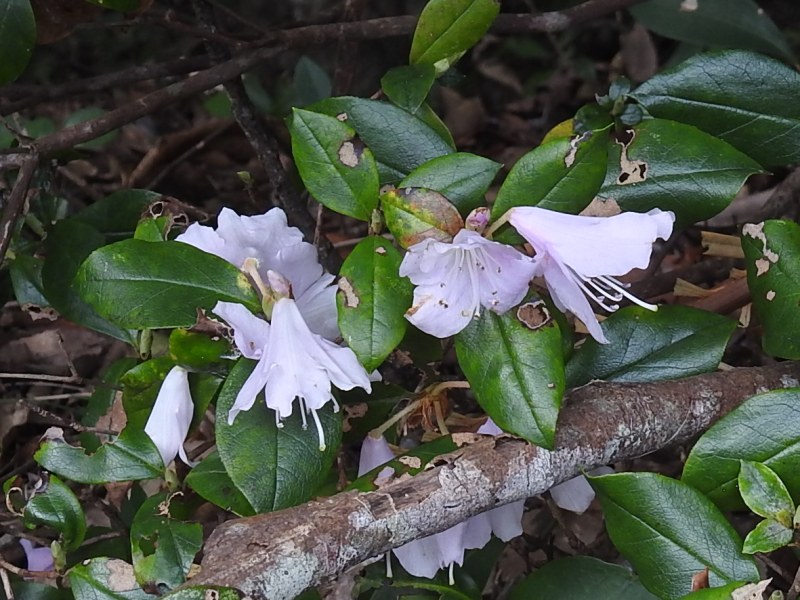 ������ĥĥ�